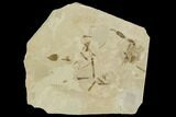Fossil Insect Cluster (Flies, Bees) - Green River Formation, Utah #111381-1